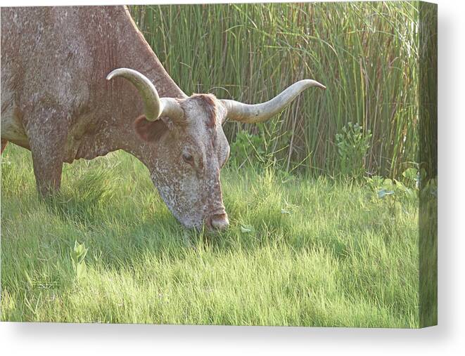 Texas Longhorn Cow Picture Canvas Print featuring the photograph Lunchtime For Longhorns by Cathy Valle