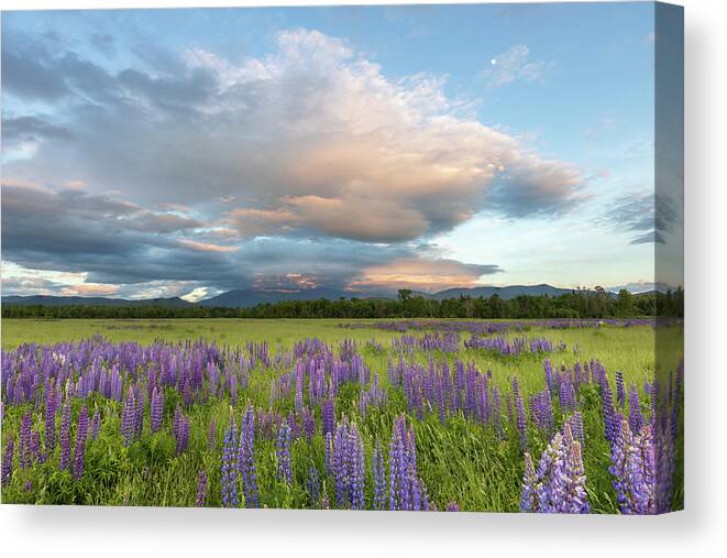 Lupine Canvas Print featuring the photograph Lupine Sunset Meadows Glow by White Mountain Images