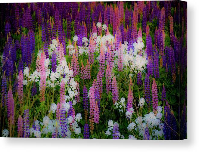 Flowers Canvas Print featuring the photograph Lupineland by Jeff Cooper