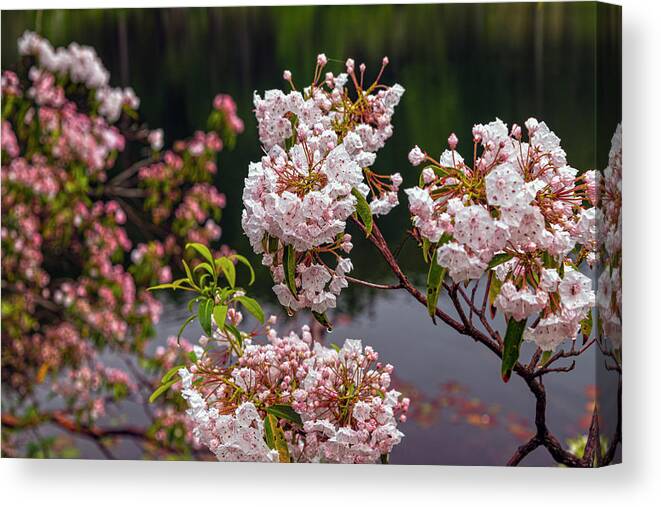 Mountain Laurel Canvas Print featuring the photograph Luscious Laurel by Angelo Marcialis