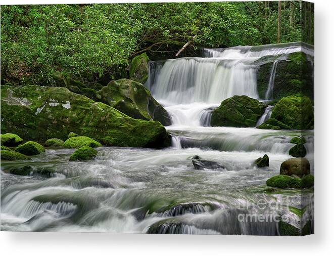 Middle Prong Trail Canvas Print featuring the photograph Lynn Camp Prong 12 by Phil Perkins