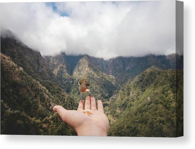Balcoes Viewpoint Canvas Print featuring the photograph Madeiran chaffinch has flown to the man's hand for food crumbs by Vaclav Sonnek
