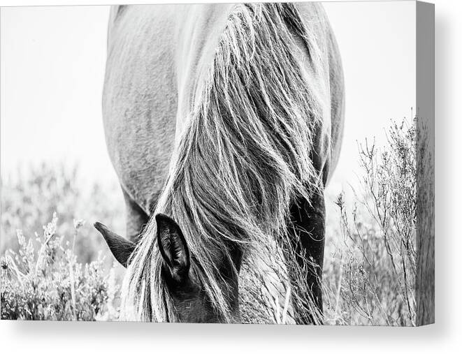 Photographs Canvas Print featuring the photograph Madison II - Horse Art by Lisa Saint