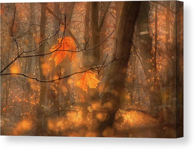 Fall Canvas Print featuring the photograph Magic Forest by Robert Charity