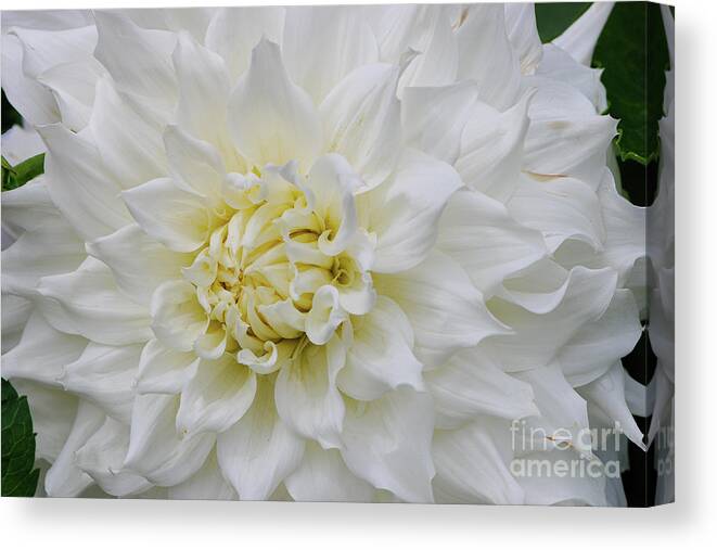 British Columbia Canvas Print featuring the photograph Magnificent White Dahlia by Nancy Gleason