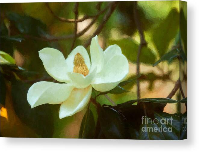 Magnolia Canvas Print featuring the digital art Magnolia Art by Jayne Carney