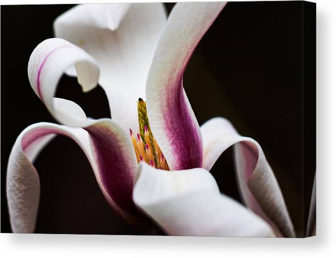 Magnolia Canvas Print featuring the photograph Magnolia Bloom by Carrie Hannigan