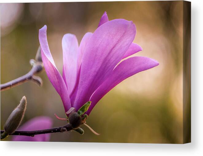 Magnolia Canvas Print featuring the photograph Magnolia in Bloom by Susan Rydberg
