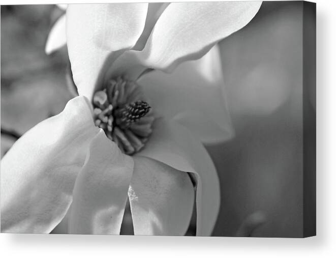 Magnolia Canvas Print featuring the photograph Magnolia5471 BW by Carolyn Stagger Cokley