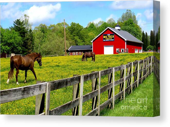 Fine Art Canvas Print featuring the photograph Mail Pouch Barn and Horses by Rosanna Life