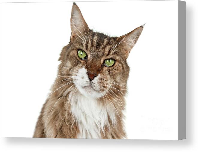 Cat Canvas Print featuring the photograph Maine Coon Joy by Renee Spade Photography