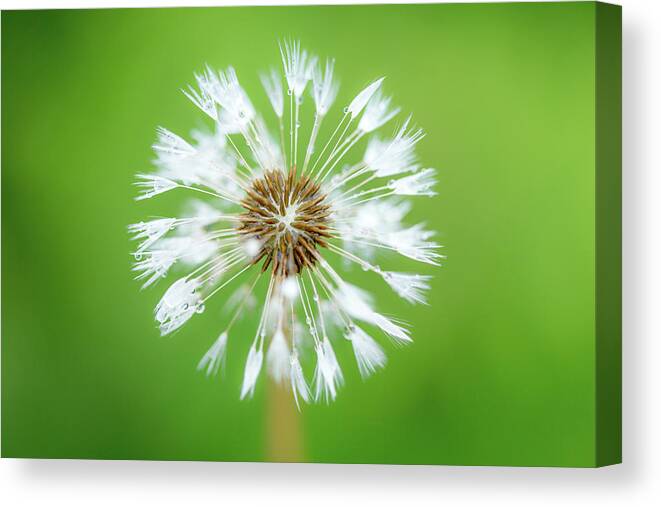 Abstract Canvas Print featuring the photograph Make A Wish - on Green by Anita Nicholson