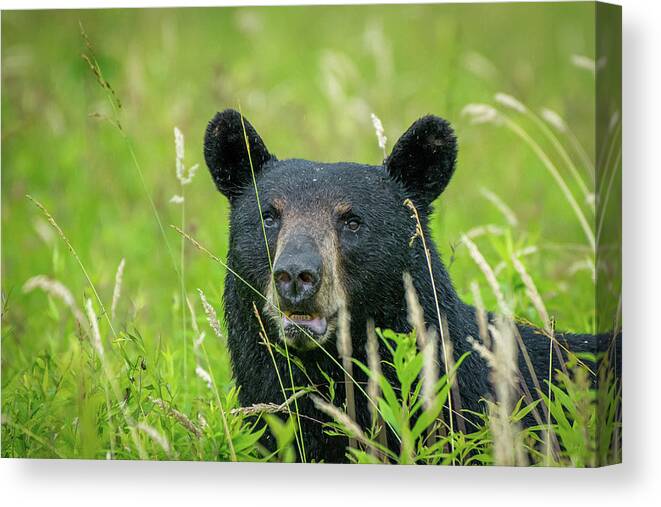 Great Smoky Mountains National Park Canvas Print featuring the photograph Male Black Bear by Robert J Wagner