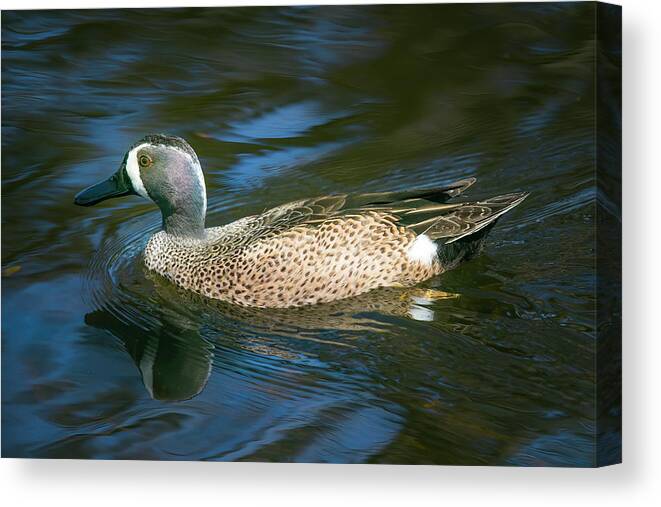 Blue Winged Teal Canvas Print featuring the photograph Male Blue Winged Teal by Mark Andrew Thomas
