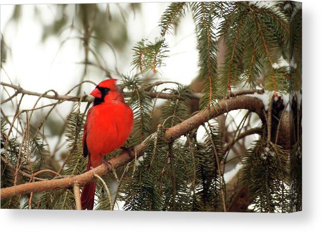 Male Cardinal Canvas Print featuring the photograph Male Cardinal by Laurie Lago Rispoli