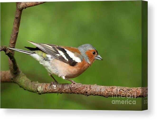 Chaffinch Canvas Print featuring the photograph Male Chaffinch bird close up on a branch by Simon Bratt