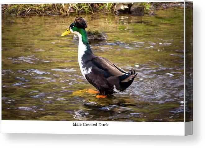 Covered Bridges Canvas Print featuring the photograph Male Crested Duck by David Speace