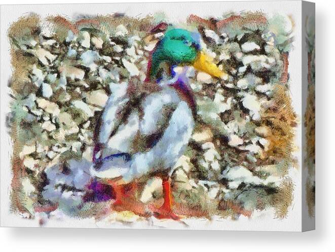 Mallard Canvas Print featuring the mixed media Male Mallard Duck by Christopher Reed