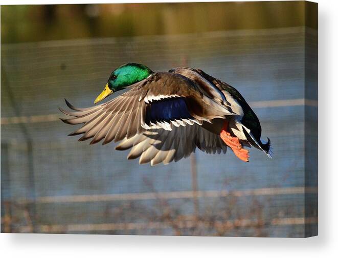 Male Canvas Print featuring the photograph Male Mallard In Flight by Neil R Finlay