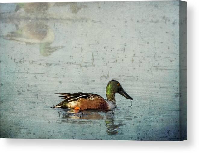 Northern Shoveler Canvas Print featuring the photograph Male Northern Shoveler and Company by Belinda Greb