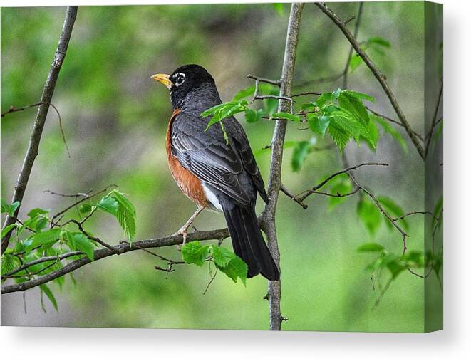 Photo Canvas Print featuring the photograph Male Robin in Tree by Evan Foster