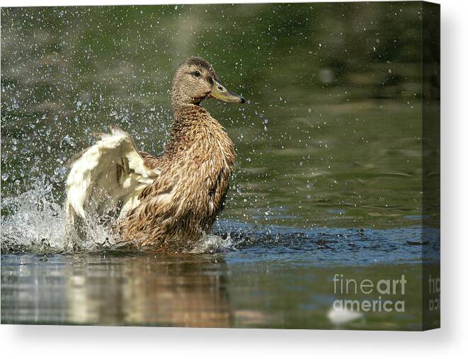 Mallard Canvas Print featuring the photograph Mallard Hen Duck Splashing in Water by Nikki Vig