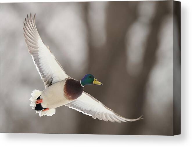 Flight Canvas Print featuring the photograph Mallard Stretching wings by Paul Freidlund
