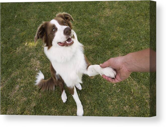 Grass Canvas Print featuring the photograph Man holding paw of border collie, elevated view by Kane Skennar