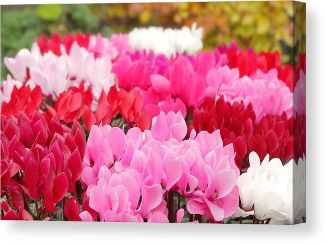 Cyclamen Canvas Print featuring the photograph Many Cyclamen by Maria Meester