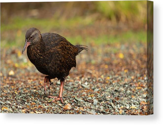 Weka Canvas Print featuring the photograph Maori Hen by Eva Lechner