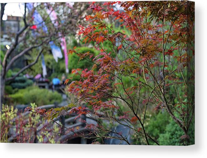 Maple Trees Canvas Print featuring the photograph Maple Leaves in fall by Doug Wittrock