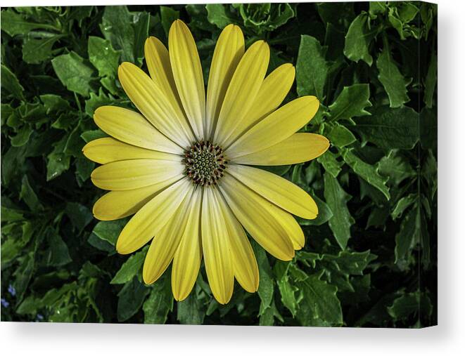Marguerite Canvas Print featuring the photograph Marguerite by Anamar Pictures