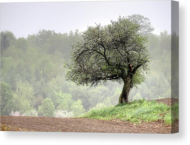 Trees Canvas Print featuring the photograph Marilla Tree by Don Nieman
