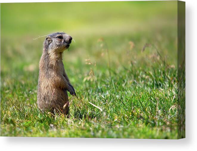 Alpine Canvas Print featuring the photograph Marmot by Olivier Parent