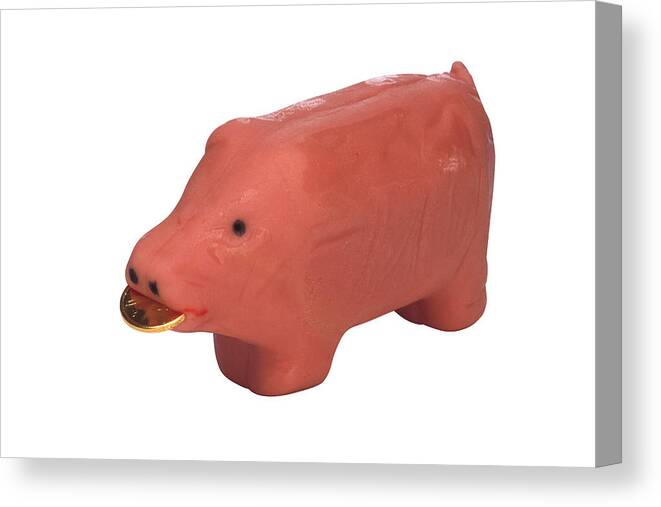 Coin Canvas Print featuring the photograph Marzipan pig with gold coin by Comstock