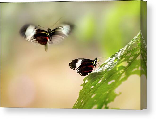 Butterfly Canvas Print featuring the photograph Mating Games by John Poon