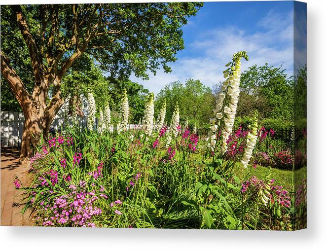 Colonial Williamsburg Canvas Print featuring the photograph May Day at the Taliaferro-Cole Garden by Rachel Morrison