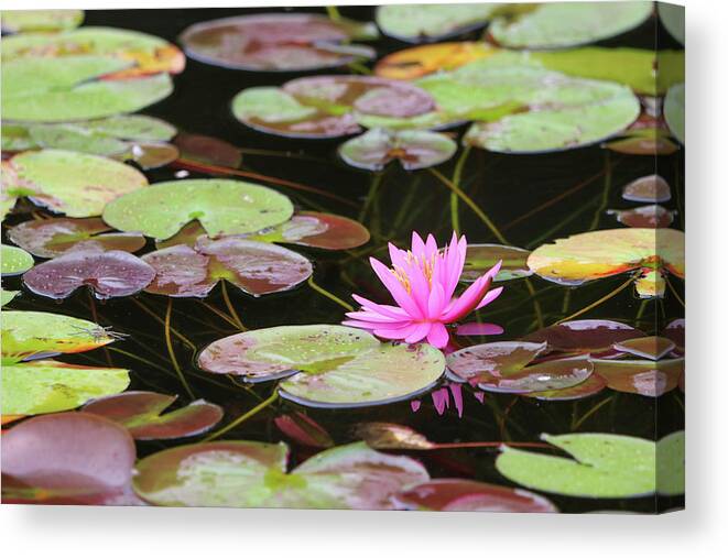 Lily Canvas Print featuring the photograph Me and My Reflection by Mary Anne Delgado