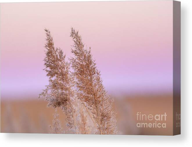 Meadow Grass Canvas Print featuring the photograph Meadow breeze by Rehna George