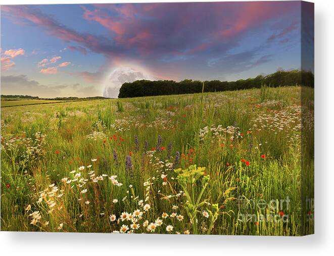 Norfolk Canvas Print featuring the photograph Mega moon rising over flower meadow by Simon Bratt