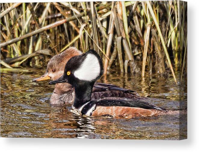 Merganser Canvas Print featuring the photograph Merganser Pair by Joe Granita