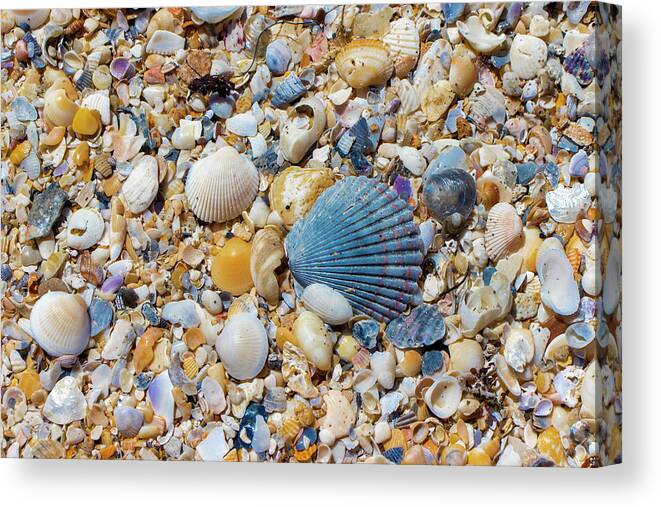 Shell Canvas Print featuring the photograph Ocean Shell Treasures by Blair Damson