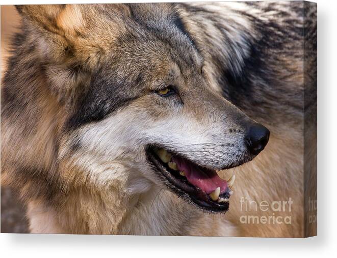 Wolves Canvas Print featuring the photograph Mexican Gray Wolf by Chris Scroggins