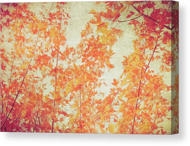 Fall Canvas Print featuring the photograph Michigan Maples by Kathi Mirto