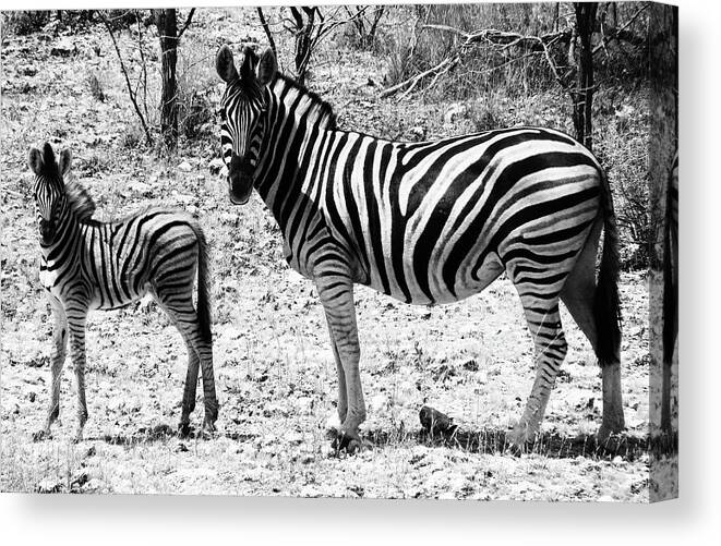 Africa Canvas Print featuring the photograph Mimic by Andrew Paranavitana