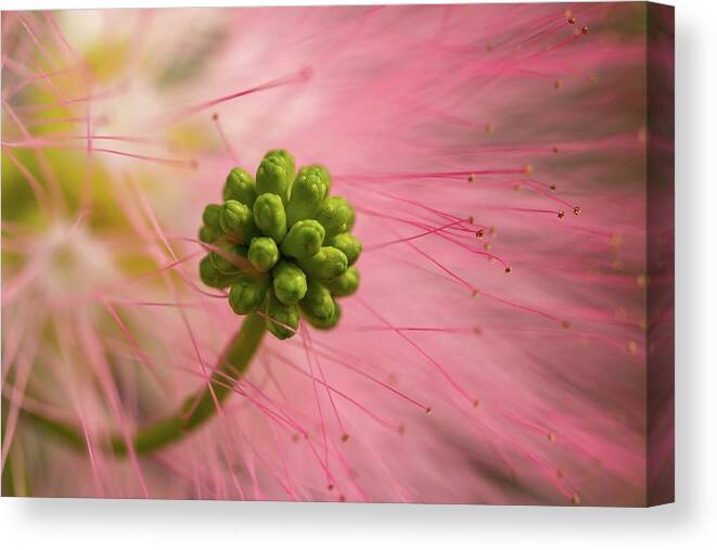 Mimosa Canvas Print featuring the photograph Mimosa Flower Closeup by Liza Eckardt