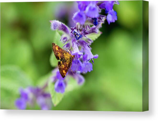 Moth Canvas Print featuring the photograph Mint Moth by Tanya C Smith