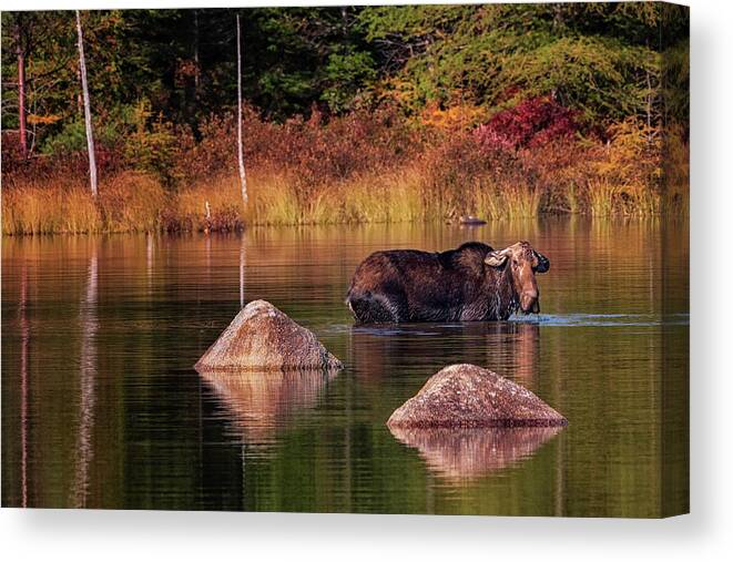 #baxter#state#park#maine#kathadin#mountains#lakes#foliage#autumn Canvas Print featuring the photograph Miss Moose by Darylann Leonard Photography