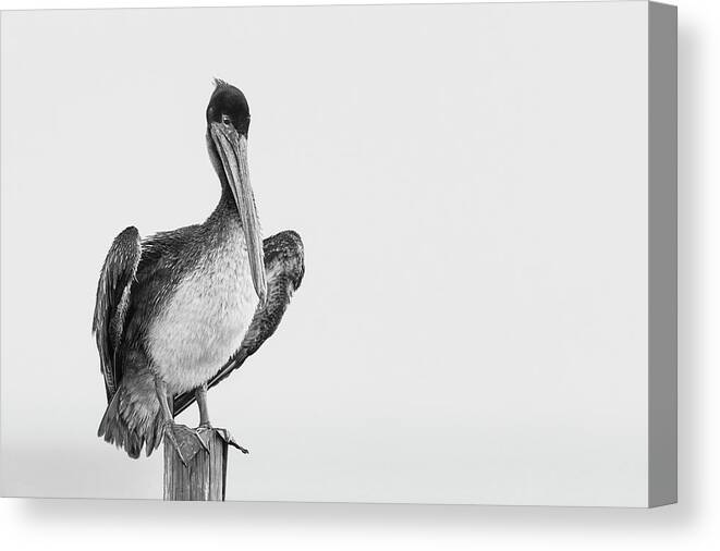 Brown Pelican Canvas Print featuring the photograph Misty Morning Contemplations by Puttaswamy Ravishankar
