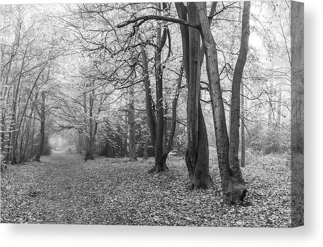 Mist Canvas Print featuring the photograph Misty morning woods by Shirley Mitchell